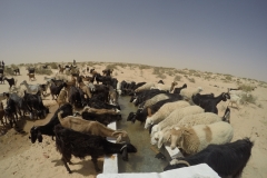 DCIM100GOPROGOPR1121.