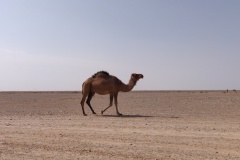 Désert Tunien