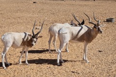 Gazellles du Parc national Jbil